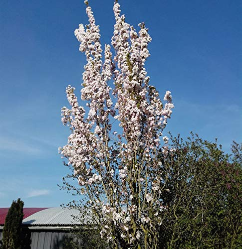 Japanische Säulenkirsche 60-80cm - Prunus serrulata - lebende Gartenpflanze aus den Baumschulen
