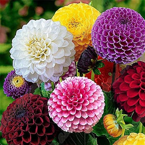 Haloppe 50 Stücke Ringelblumen Pflanzen Samen für Hausgarten Pflanzen, gemischte Farbe Ringelblume Tagetes Blume Pflanze Grassamen Bonsai Garten Dekor Tagetes-Samen