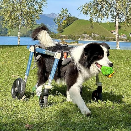 JuanNest Hunderollstuhl Hinterbeine, Rollstuhl Für Große Hunde, 4 Räder Trolley Zur Unterstützung Der Hinteren Gliedmaßen Mittelgroßer Haustiere, Fahrradanhänger Für Verletzte Hunde Mit Beinsc XL