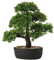 Briful Árbol de bonsái artificial de 14.1 pulgadas, planta japonesa bonsái decoración en maceta, plantas de pino sintético bonsái, árbol de cedro para interior/exterior, hogar, oficina, hotel
