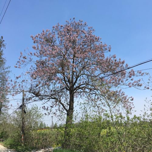100 Pcs Paulownia Tomentosa Samen - Paulownia Baum - Pflanzen Balkon, Deko Wohnzimmer Kiribaum Pflanze Samen, Bonsaibaum, Pflanzen Züchten Baumsamen Bäume Garten Winterhart, Schnittblumen