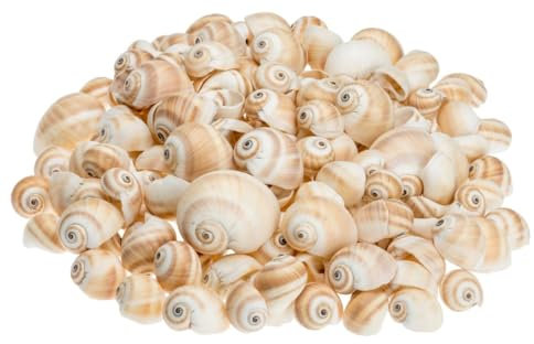 NaDeco Schnecke Mattukan, Größe 2-5 cm, 1 kg | Schneckenhäuser zum Basteln | Deko Muschel | Dekoschnecke | Deko Schnecken | Muscheln und Schnecken | Maritime Dekoration | Muscheln zum Basteln