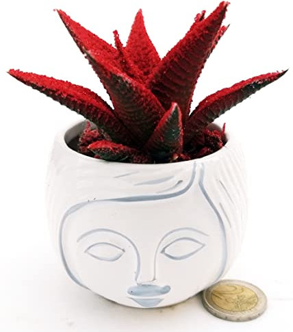 POWERS TO FLOWERS - HAWORTIA COLOR LIFE ROSSA ÌN VASO CERAMICA, ECHEVERIA, CACTUS, Piante vere