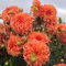 5 Pcs Dahlien Knollen, Dalienknollen Winterhart - Dahlia Pinnata - Blumenzwiebel, Balkonpflanzen Winterharte Dahlien Zwiebeln, Blumen Winterhart, Bienenfreund Winterharte Pflanzen