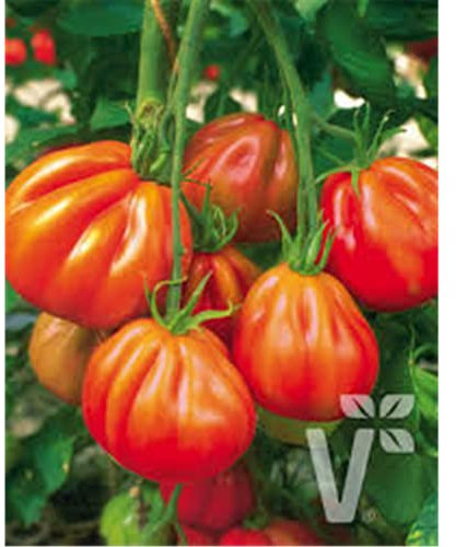 Ochsenherz-Tomate 'Corazon', Solanum lycopersicum - Tomatenpflanze, im Topf 11 cm, in Gärtnerqualität von Blumen Eber - 11cm