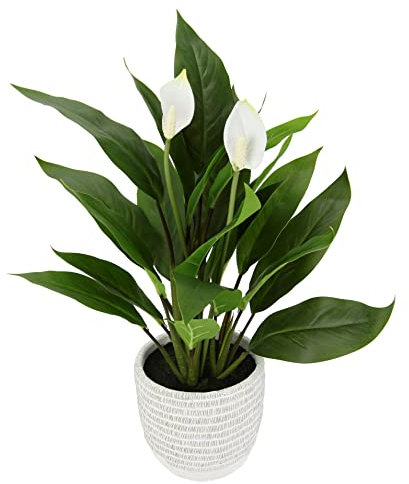 Künstliche Spathiphyllumpflanze im Topf 48 cm Anthurie Calla Flamingoblume Flamingo exotische Pflanze mit weißen Blüten Flamingopflanze Kunstpflanze Dekopflanze Kunstblume Deko Zimmerpflanze Blumen