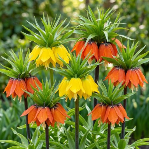 Kaiserkronen Knollen Mehrjährig - Fritillaria Imperialis - 6 Zwiebeln | Blumenzwiebeln, Echte Pflanzen aus Holland, für Garten und Topf (große Knollen, kein Samen und nicht künstlich)