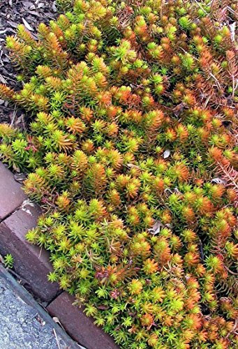 Sedum Rupestre, Sedum reflexum, la uva de 500 semillas de Jenny, de hoja perenne!