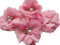 YYCRAFT 20 Stück Chiffon Blumen mit Strass und Perlen Hochzeit Dekoration/Haar Accessoire Handwerk/Nähen Craft(Rosa,5cm)