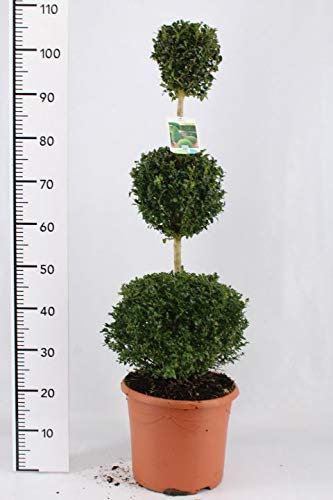 Buchsbaum 3er Kugel, Höhe: 100-110 cm, Bonsai, Buxus Formschnitt + Dünger