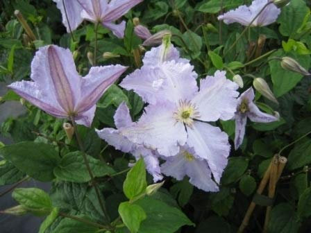Clematis viticella Blekitny Aniol (Blue Angel) (60-100 cm) - Waldrebe/Klematis