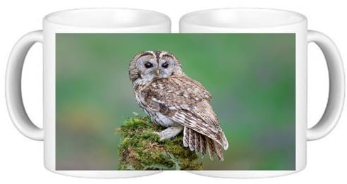 Set of 4 Tawny Owl Birds Ceramic Coffee Mugs in Smash Proof Box