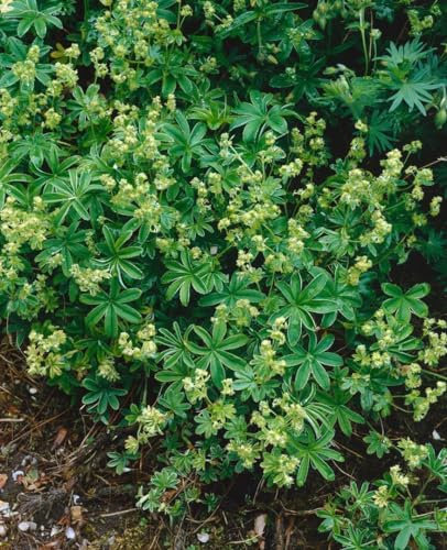 Felsen-Frauenmantel im Topf Alchemilla saxatilis Bodendecker winterhart