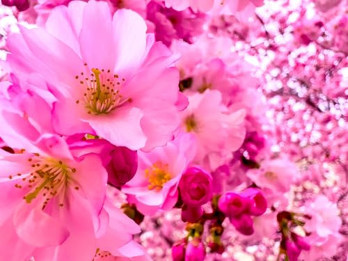 Japanische Zierkirsche Bonsai Prunus serrulata 10 Samen Bonsai geeignet