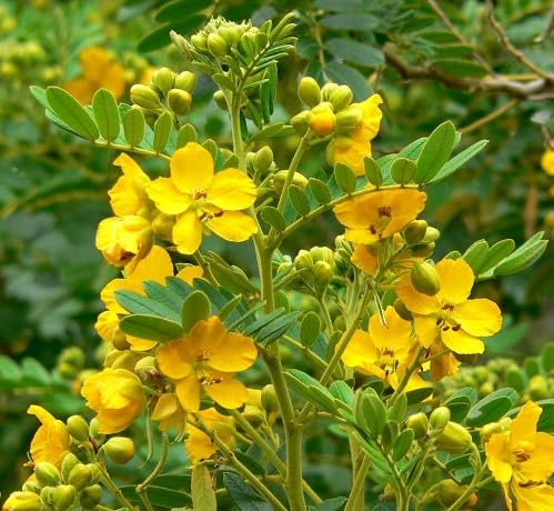 Nuevas semillas frescas de flores de retama amarillas, 40 piezas