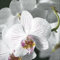 Servietten 20 St. 33x33cm LUNCH Orchideenblüte / BEAUTIFUL ORCHID