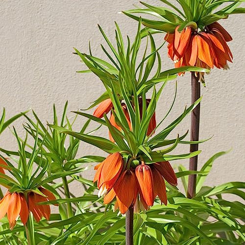 2 pcs kaiserkrone zwiebel kaufen - plants blumenzwiebel winterharte stauden mehrjährig kaiserkronen knollen zwiebeln,Fritillaria, zimmerpflanze blumenzwiebeln frühblüher deko büro