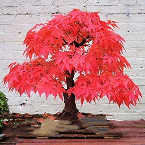 Bloom Green Co. Pianta in vaso bonsai 100% vera pianta di acero rosso Bonsai giapponese, 20 pz/pacchetto, molto bella Albero coperto: 3