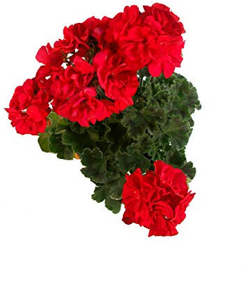 Geranie rot - Traditionelle Balkonpflanzen