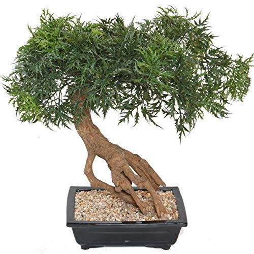 Artificielles.com - Bonsai Aralia Artificial H 60 cm D 60 cm en maceta - dimhaut: H 60 cm - Color: Verde