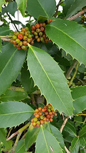 Ilex x koehneana 'Castaneifolia' / Houx à feuilles de Châtaignier/Conteneur de 3 à 4 litres