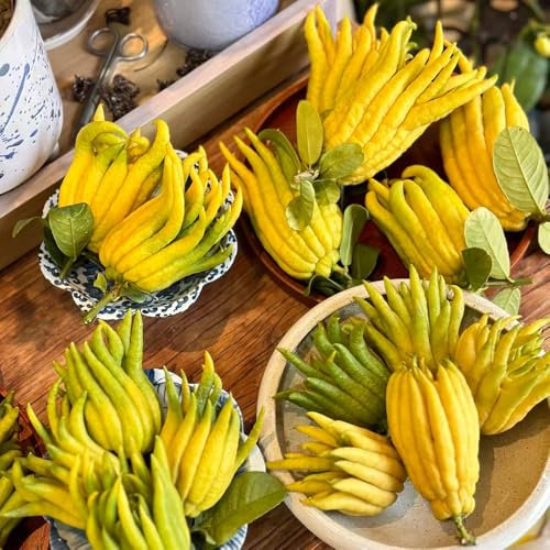 Limón mano de Buda - semillas de fruta maceta para plantas interior plantas frutales árbol frutal columnar semillas exóticas - raras - comprar y árboles para balcón jardín en maceta 50pcs