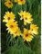 5 semillas de Helianthus maximiliani SEMILLAS GIRASOL PERENNES