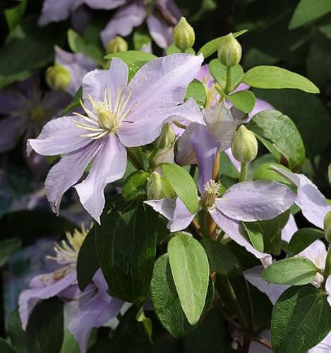 Waldrebe Justa 40-60cm - Clematis