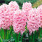 Hyazinthen zwiebeln, hyazinthen knollen kaufen,duftend, winterhart, einfach zu züchten, Blumenzwiebeln, Grünpflanzen, Garten, große Blumen-6zwiebeln-A