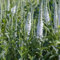 6x Ehrenpreis 'Alba' - Veronica spicata ‘Alba’ - Topf 9x9cm