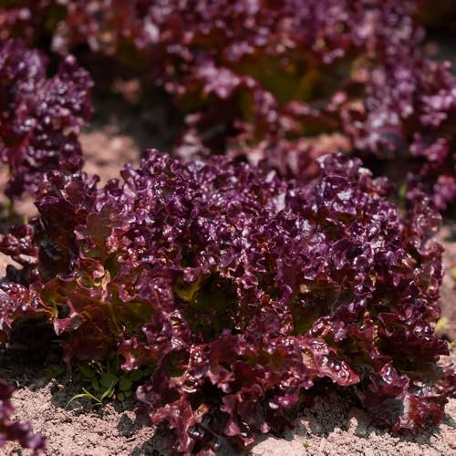 Lettuce Lollo Rossa Seeds – Vibrant Red Loose-Leaf Variety with Mild, Sweet Flavour – Cut & Come Again – Ideal for Salads, Containers & Raised Beds – Fast Growing, Easy to Sow