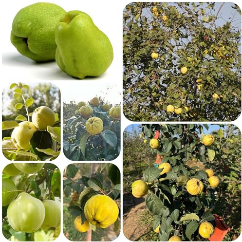 semi di mela cotogna, semi di albero di mela cotogna semi di albero albero da frutto alberi di mele cotogne alto tasso di germinazione alberi da frutto semi di alberi insoliti 200pcs