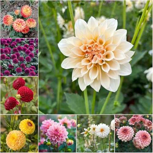 dahlien mix - bonsai topf blumenzwiebeln mehrjährig winterhart balkonpflanzen winterhart blumenzwiebel dahlienknollen kaufen deko frühlingsblumen 4zwiebeln