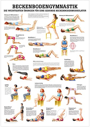 Sport-Tec Beckenbodengymnastik Lehrtafel Anatomie 100x70 cm medizinische Lehrmittel