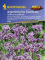 Verbena bonariensis Argentinisches Eisenkraut
