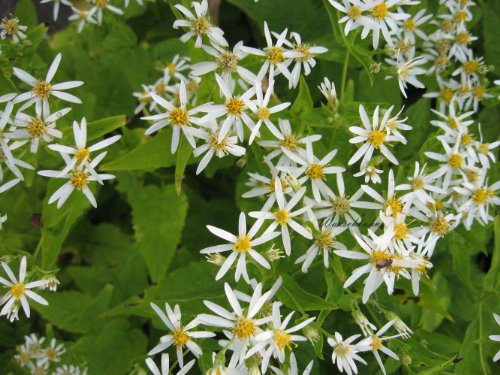 Staudenkulturen Wauschkuhn Aster divaricatus - Aster - Staude im 9cm Topf
