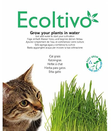 Nepeta Cataria (Erba Gatta) - Ecoltivo