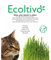 Nepeta Cataria (Erba Gatta) - Ecoltivo