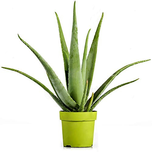 Aloe Vera 12cm #1 - Indoor Plant