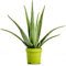 Aloe Vera 12cm #1 - Indoor Plant