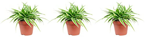 3er-Set Guzmania-Bromelie - Höhe ca. 20 cm, Topf-Ø 12 cm - Chlorophytum Comosum 'Ocean'