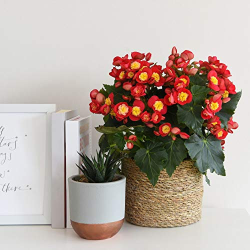 Begonia elatior 'Valentino Pink' Half-Hardy Annual Flowering Garden Plants Bright Bi-Colour Blooms Indoor or Outdoor Plant Summer Flowering 1 x 14cm Pot Begonia by Thompson and Morgan