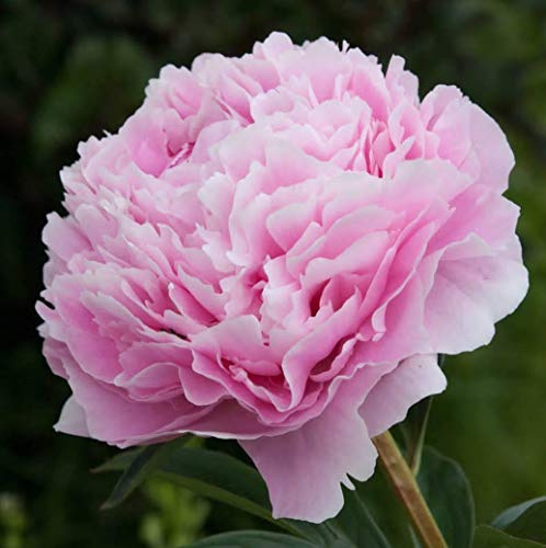 Peonia Sarah Bernhardt - Paeonia Sarah Bernhardt - Classica Peonia Rosa - Radici Nude (1)