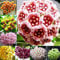 Hoya-Samen, gemischte Farben, Gartenzubehör, Dekoration, Topfblumensamen für Frauen, Männer, Kinder, Anfänger, Gärtner, Geschenk, 300 Stück