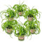 Graslilie | Chlorophytum 'Green Bonnie' 6 Stück - PetFriendly - Zimmerpflanze ⌀12 cm - 25 cm