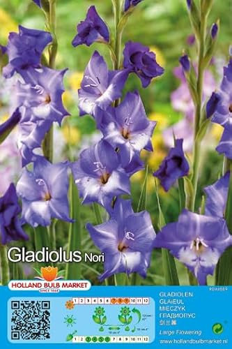 Gladiolenzwiebeln : Gladiolus - Gladiole  Nori  5 Blumenzwiebeln