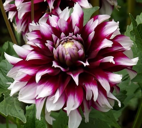 Dahlienknolle : Dahlia - Dahlie Schmuckdahlie Siedlerfreude 1 Knolle/Rhizom