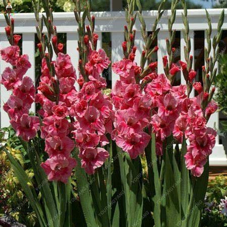 Kalash nouvelles graines de glaïeul vivace fleur pour jardinage Lumière rose
