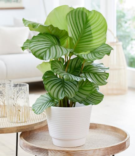 BALDUR Garten 1x Calathea orbifolia, Pflanze im 17 cm-Topf | pflegeleicht, immergrün, Zimmerpflanze, Korbmarante, Grünpflanze, exotisch und ungiftig, für Wohnräume und Büro