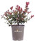 Pianta di Photinia X Fraseri Little Fenna Pianta di Fotinia nana e compatta pianta da esterno pianta ornamentale pianta da siepe bassa pianta vera di Fotinia venduta da eGarden.store
